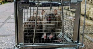 Rat Exclusion near Foster City California