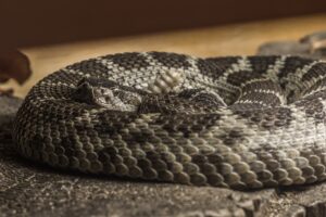 Snake Removal near Redwood City California