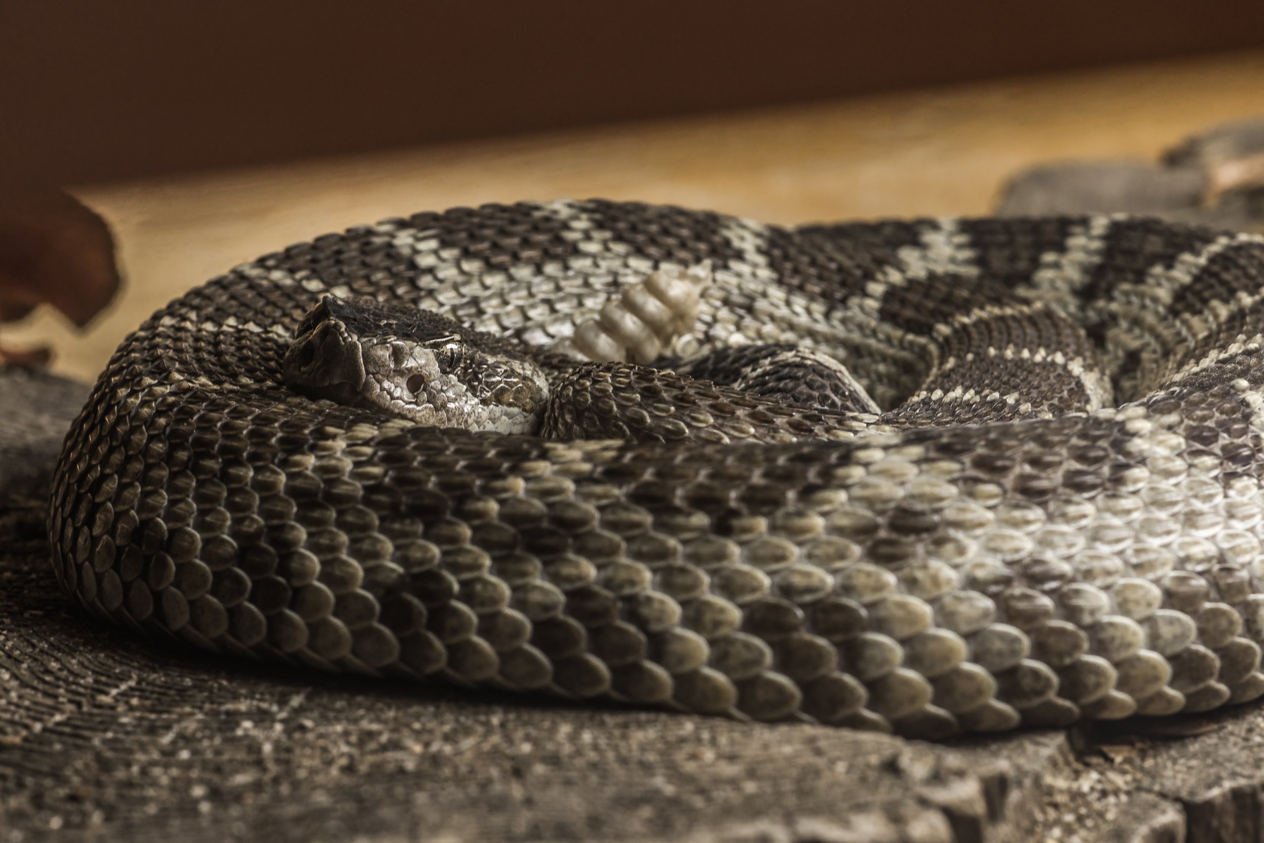 San Mateo California Rattlesnake Removal