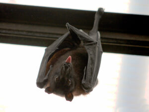 Hillsborough California Bat Removal