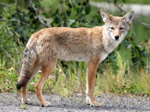 Mountain View California Control Rodents