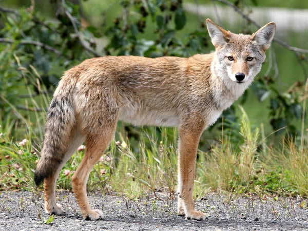 Coyote Trapping Pest Removal San Mateo California