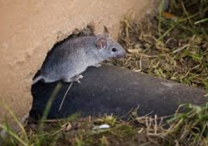 Rat Control near El Granada California