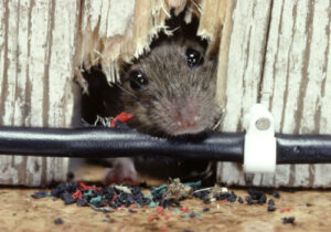 Rat Removal near Moss Beach California