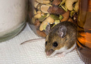 Rat Pest Control near Mountain View California