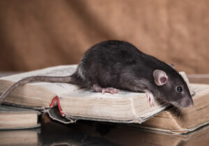 Rat Removal near Hillsborough California