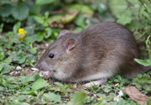 Rat Removal near El Granada California