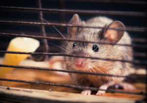 How to get rid of mice Atherton California